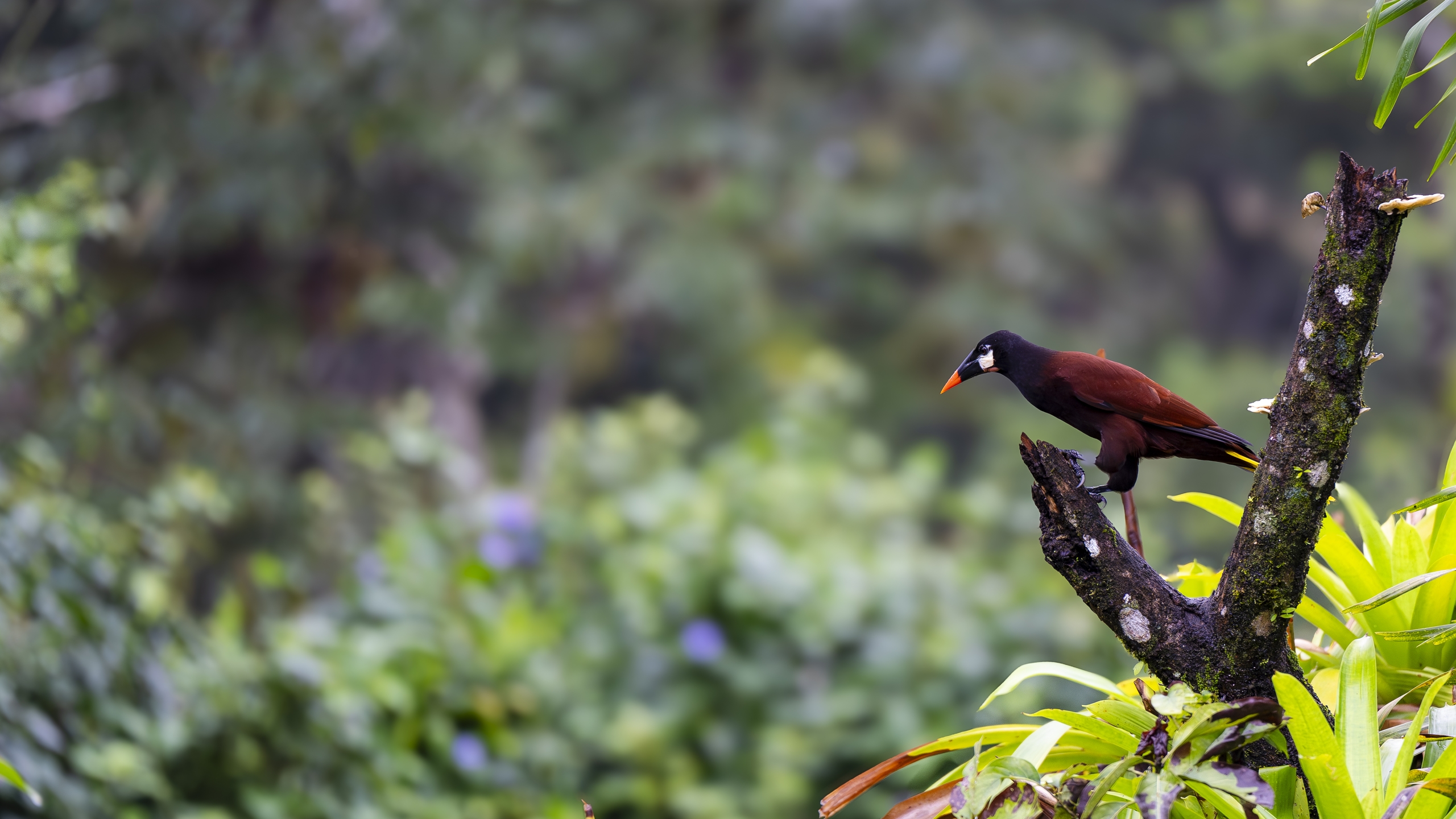 Montezumastirnvogel - Psarocolius montezuma - Montezuma Oropendola - Cacique de Moctezuma
